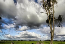 英联杯：阿申纳以0比2不敌纽卡斯尔.